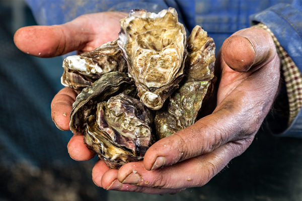 Buy fresh oysters online Recipes and Advice 